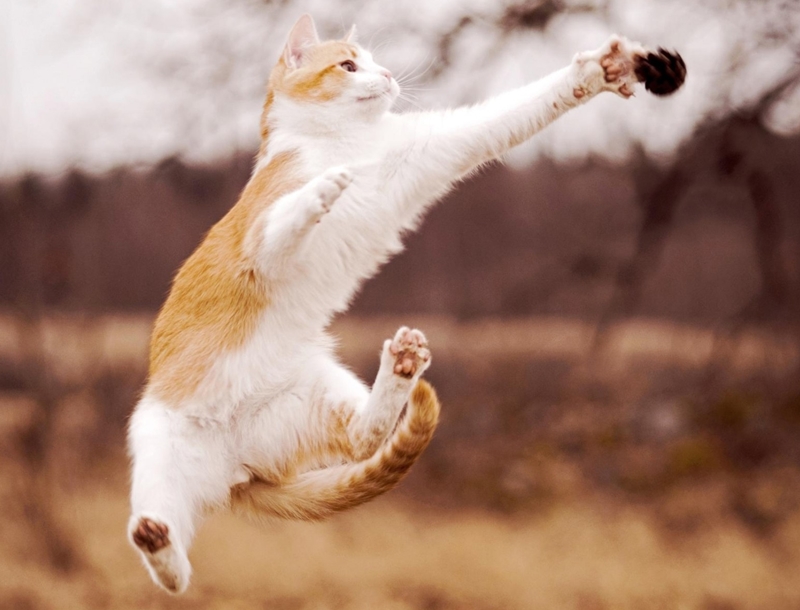 O Gato joga: Pou – GatoQueFlutua